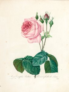 Rosa Centifolia Bullata, gravert av Langlois, fra 'Choice of the Beautiful Flowers and the Most Beautiful Fruits', Vol. I, 1827-33